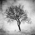 Winter Tree